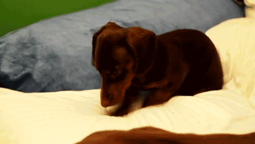 Dachshund