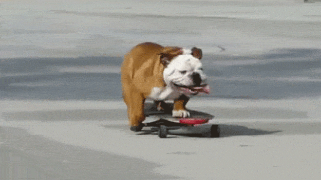 Bulldog