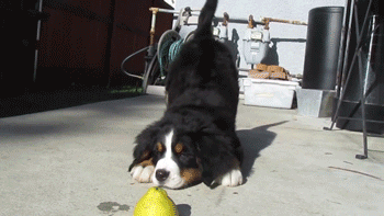 Bernese Mountain Dog