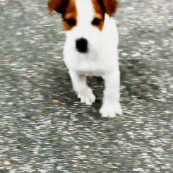 Jack Russell Terrier