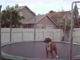 Boxer
