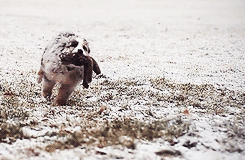 Australian Shepherd