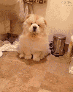 Chow Chow