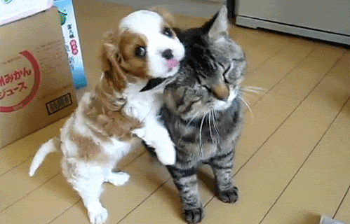 King Charles Spaniel