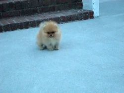 Pomeranian