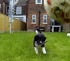 Border Collie