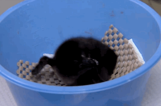 Cet Adorable Bebe Manchot A Ete Prenomme Bowie Cet Adorable Bebe Manchot A Ete Prenomme Bowie