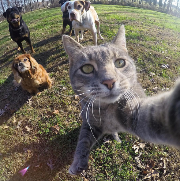 Everyone loves a good selfie, but the ones this cat takes are just purrfect.