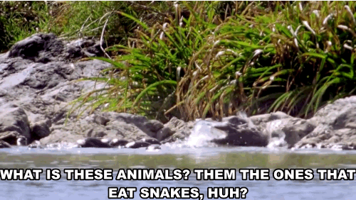 "Is them mongooses?"