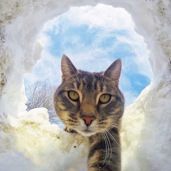 This Cat Has The Best Selfie Game You'll Ever See