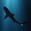 SharkBait101's avatar