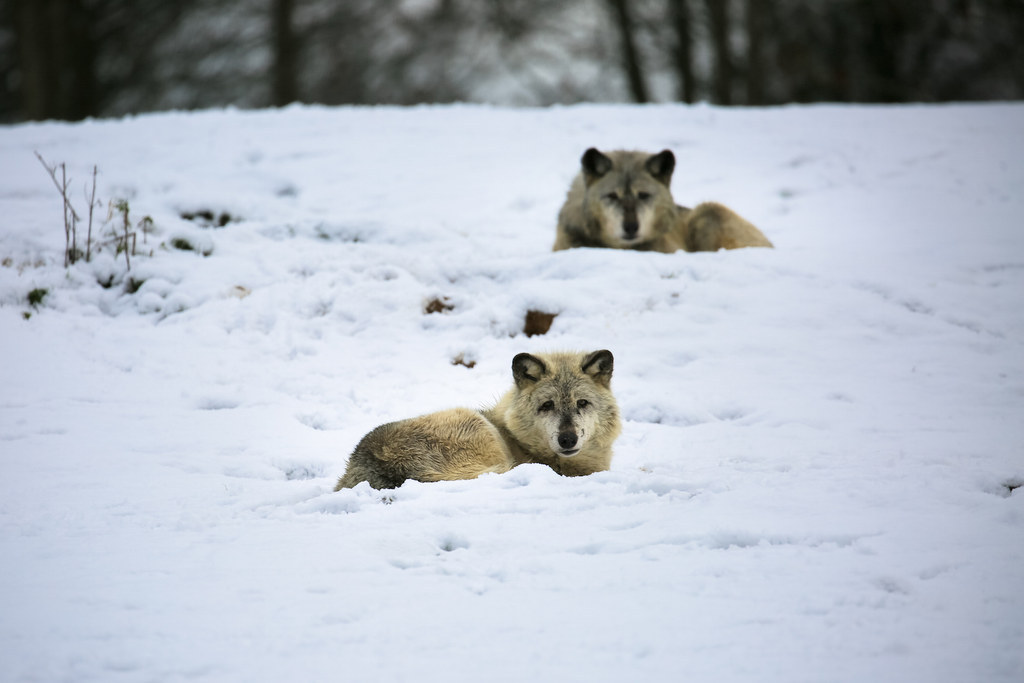 27 Wintry Pictures Of Britain's Wildlife Bracing Themselves In The Snow