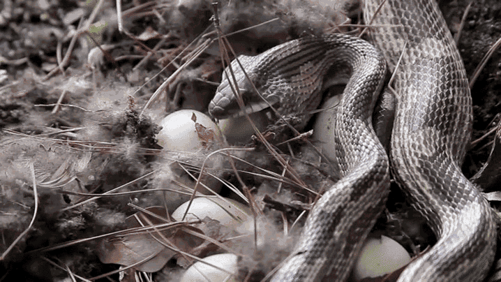 There are six species of snakes known to nom on eggs. That is six too many, nature.