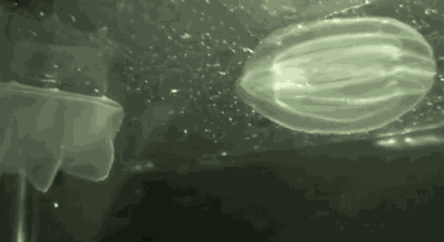 People call these creatures "aliens of the sea." Surely this indicates some failing on your part, nature...