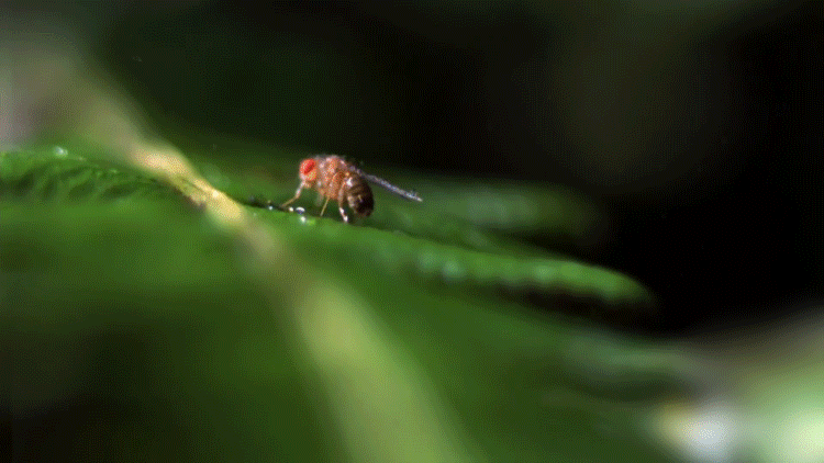 This thing pretends to be a leaf. Nobody ever suspects a leaf. Except for the sadistic entity that is nature, obvs.