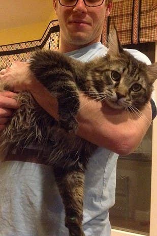 This Giant House Cat Is Getting Attention Because He Looks Like A