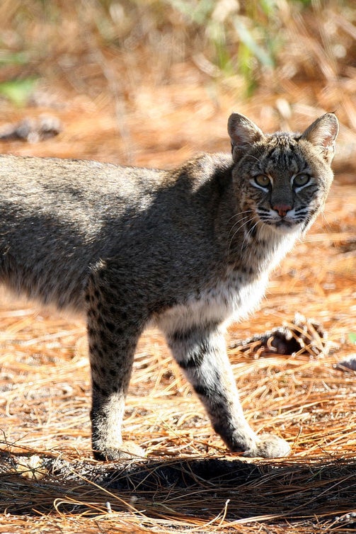 A bobcat spotted in Daytona Beach, Florida.