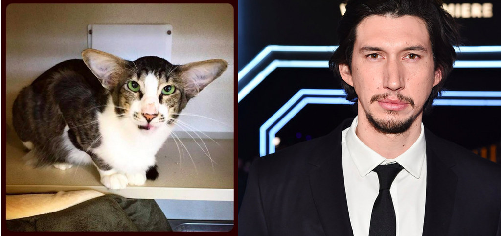 Everyone Thinks This Cat That Looks Like Adam Driver