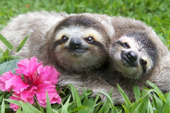 Aptly titled 'Sloth Sanctuary,' the staff has been rescuing sloths — a very common animal in Costa Rica — since 1992. They'll even take you on a sloth tour! More info here.