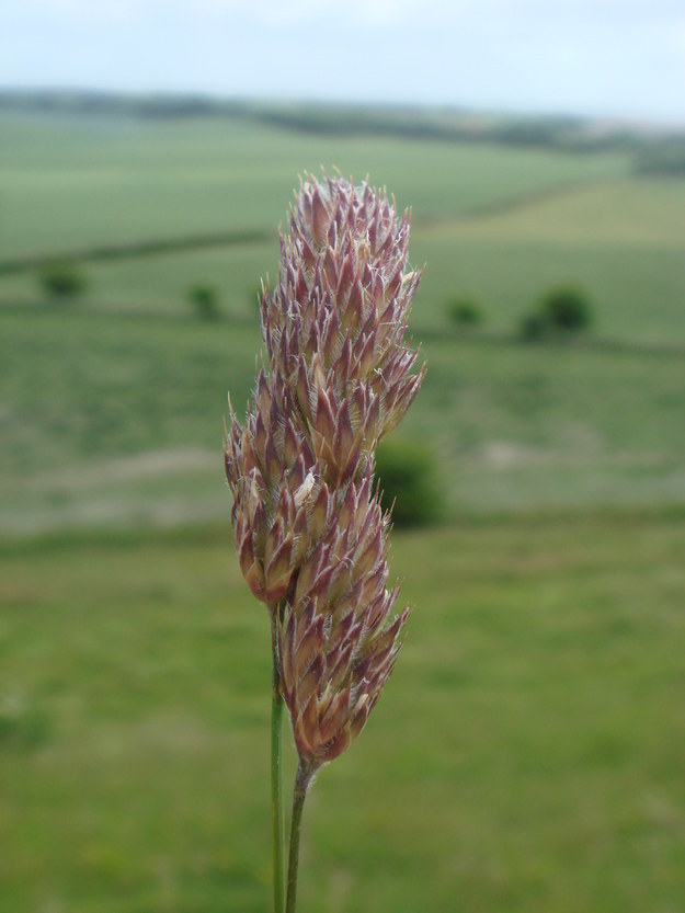 The Gigantic Grass Identification Quiz (UK)