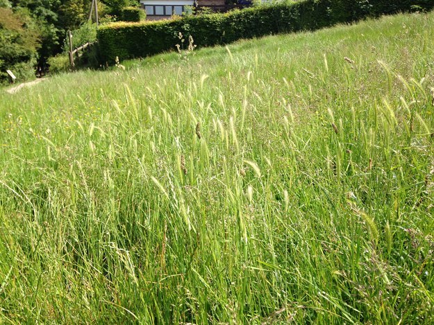 The Gigantic Grass Identification Quiz (UK)