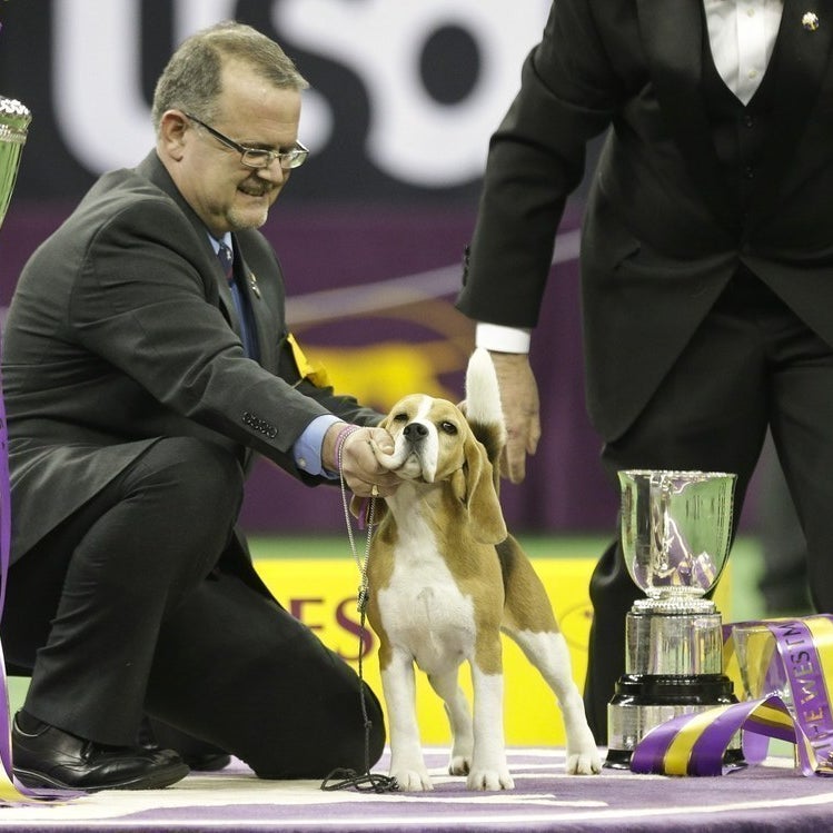 These Are The 7 New Breeds Competing At The Westminster Dog Show