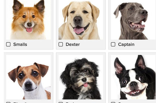 Which Dog Should Give You A Pep Talk Today?