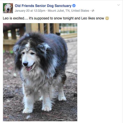 Old friends senior deals dog sanctuary shirt
