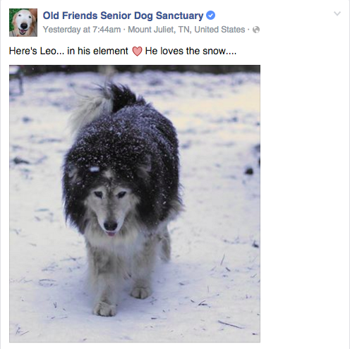 Old friends senior dog hot sale rescue