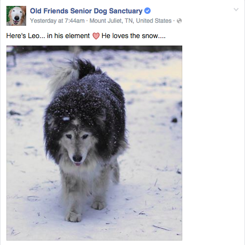 Old Friends Senior Dog Sanctuary" Is The Best Facebook Page Ever ... Old Friends Senior Dog Sanctuary" Is The Best Facebook Page Ever ...