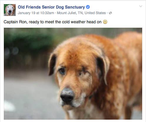 Old dogs senior shop dog sanctuary