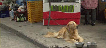 You're this zoned-out golden retriever