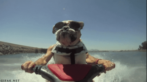 You're this cool bulldog