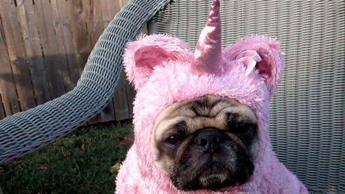 You're this disgruntled pug