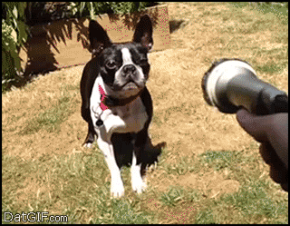 You're this hardcore Boston terrier