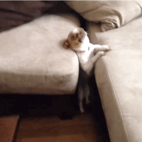 You're this stuck chihuahua