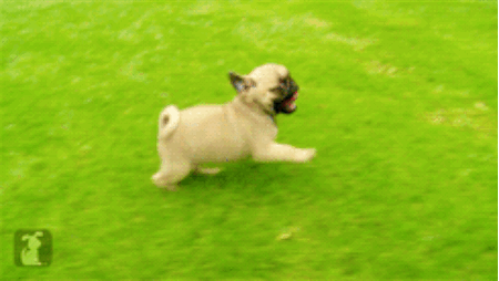 You're these pug puppies