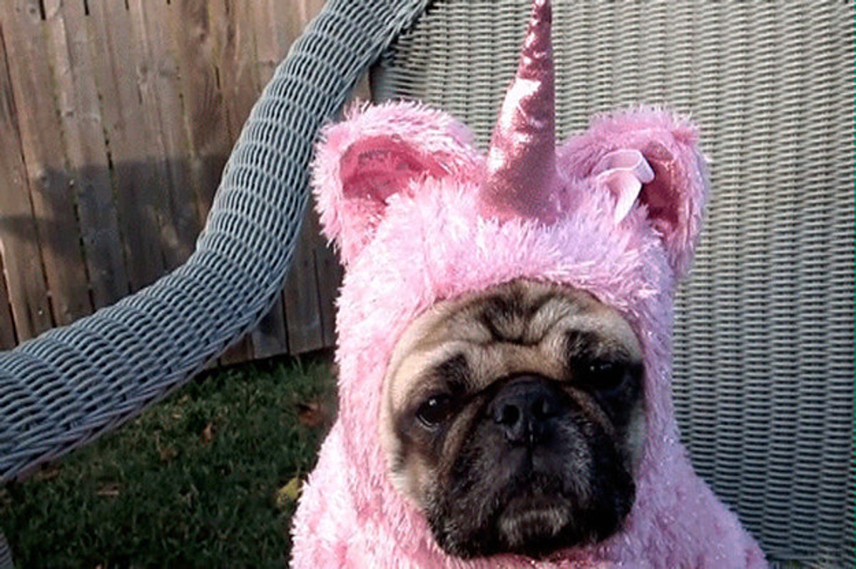 Find Out Which Hilarious Dog GIF Is 100% You With Just One Question