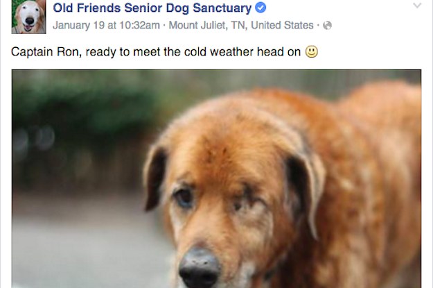 old friends senior dog sanctuary camera