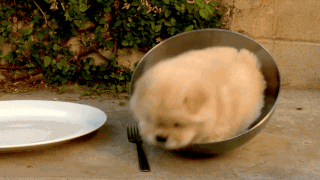The puppy who can't get out of a bowl.