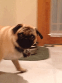 The dramatic Pug.