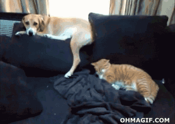 The smart dog.