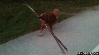 The unlucky dog.