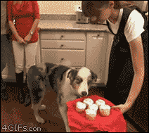 Stains, the dramatic cupcake dog.