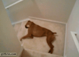 The lazy dog.