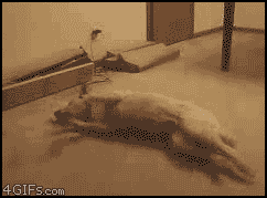 A nightmare on woof street.