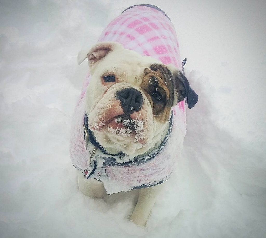 19 Photos Of Dogs Being Adorable During The Blizzard