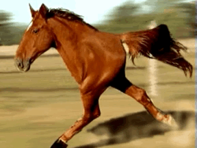 Missing lots of answers...study up if you wanna giddyup!