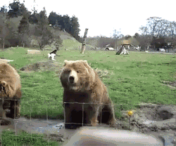 Bear