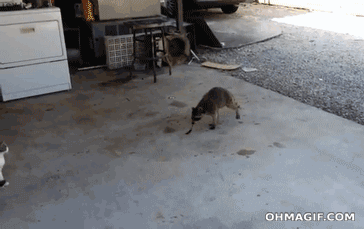Raccoon
